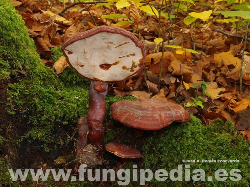 Ganoderma lucidum 1