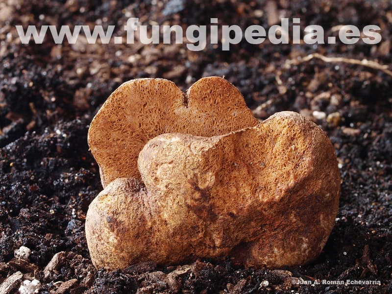 Gautieria graveolens 1