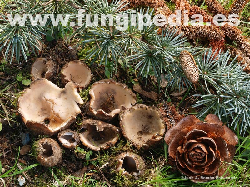 Geopora sumneriana 1