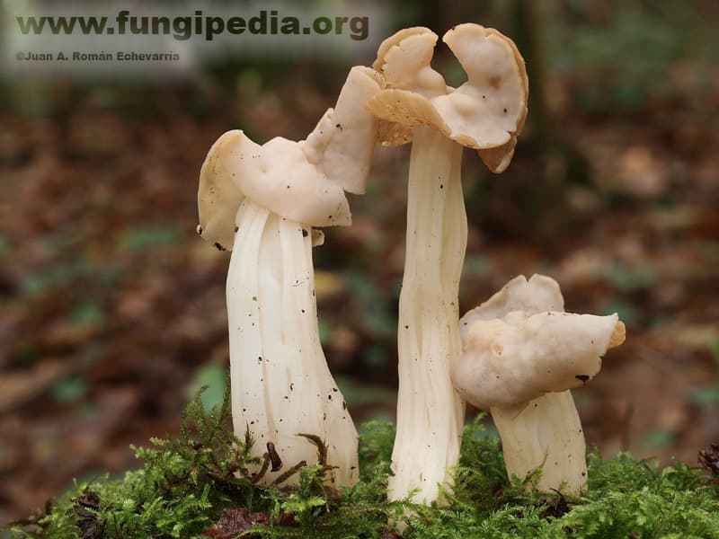 Helvella crispa 1