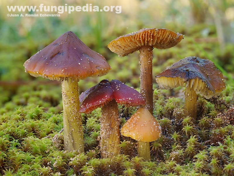 Hygrocybe conicoides 1