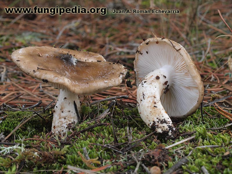 Hygrophorus latitabundus 1