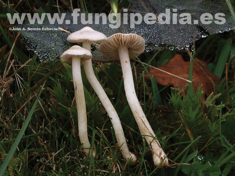 Inocybe geophylla 1