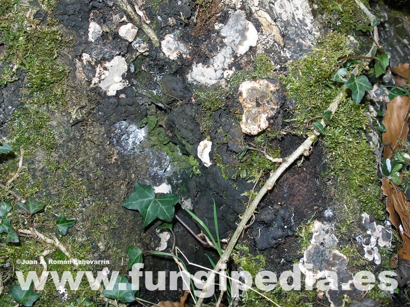 Kretzschmaria deusta 1