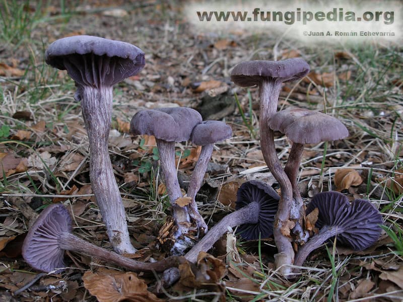 Laccaria amethystina 1