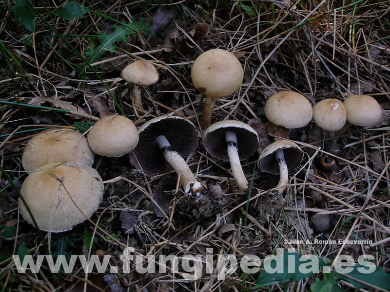 Lacrymaria lacrymabunda 1