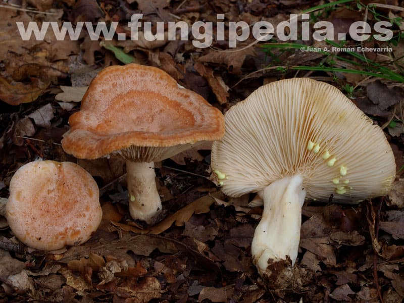 Lactarius chrysorrheus 1