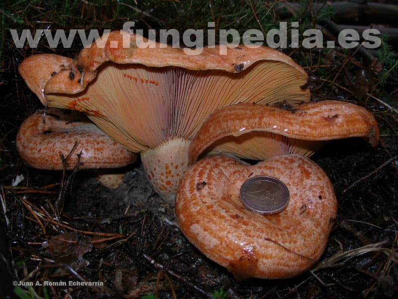 Lactarius deliciosus 1