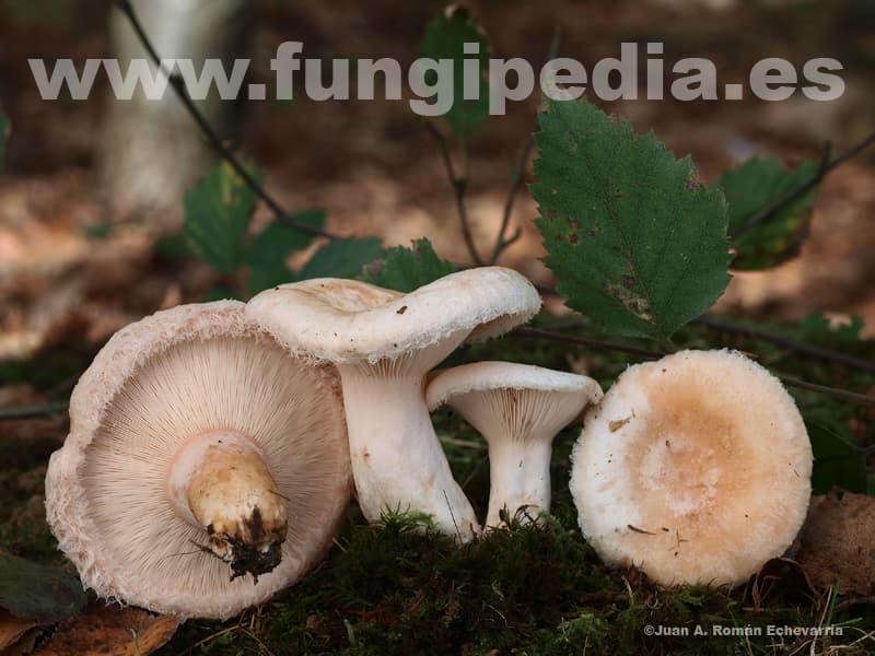 Lactarius pubescens 1
