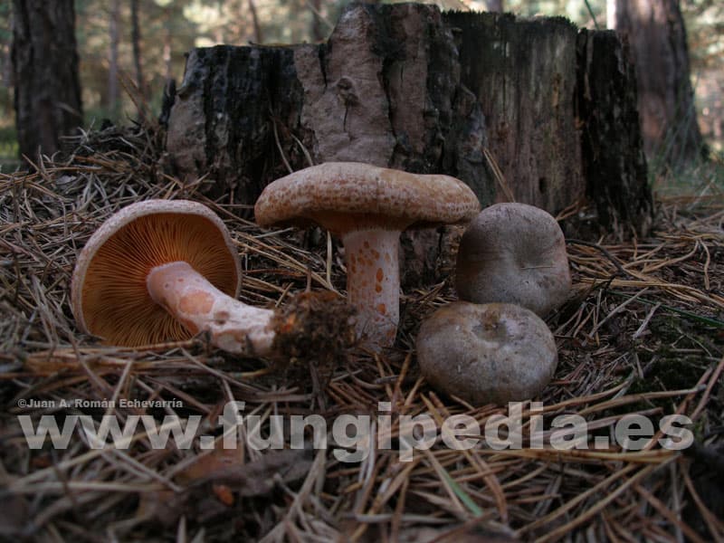 Lactarius quieticolor 1