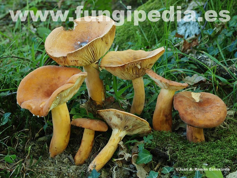 Lactarius volemus 1