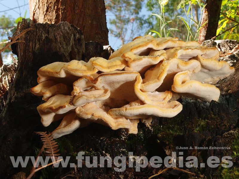 Laetiporus sulphureus 1