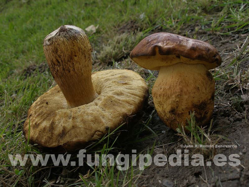 Leccinellum lepidum 1