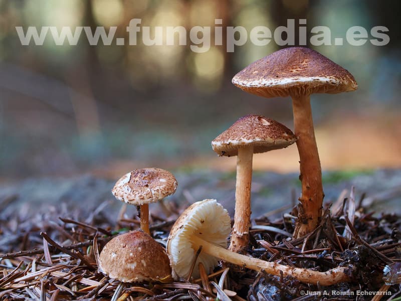 Lepiota castanea 1