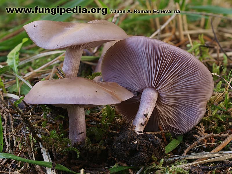 Lepista sordida 1