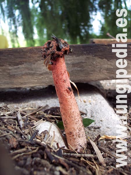 Lysurus periphragmoides 1