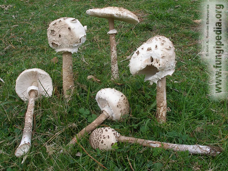 Macrolepiota procera 1
