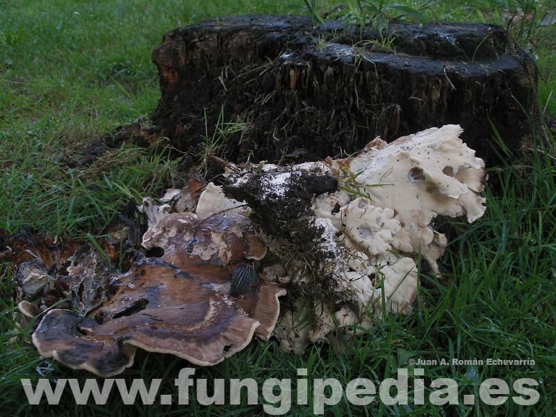 Meripilus giganteus 1