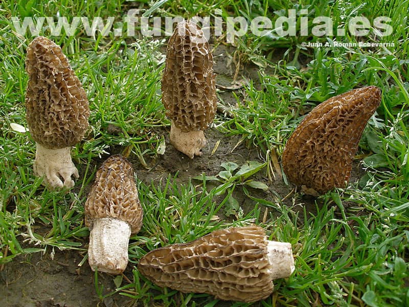 Morchella conica 1