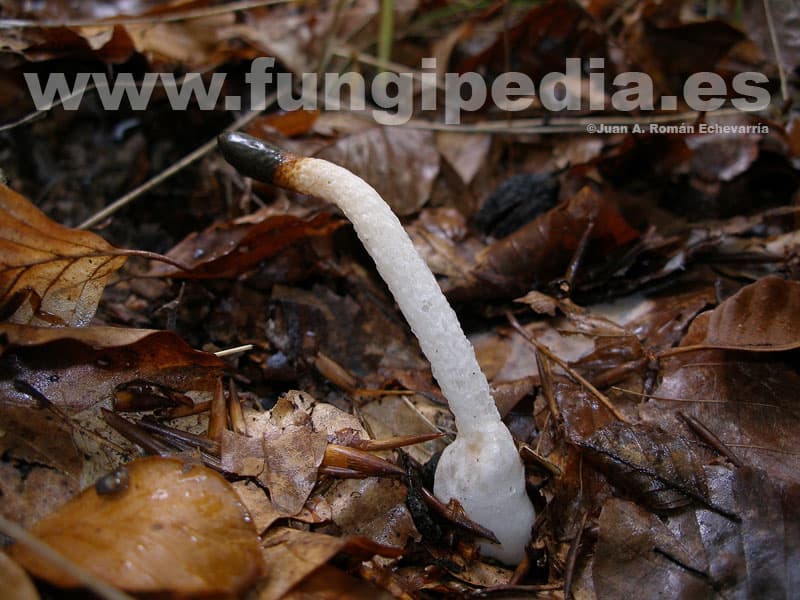 Mutinus caninus 1