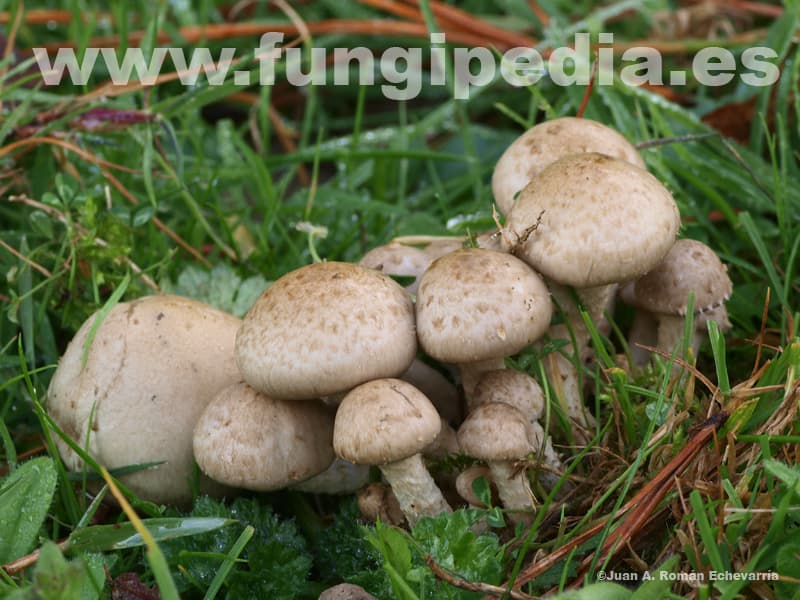 Pholiota gummosa 1