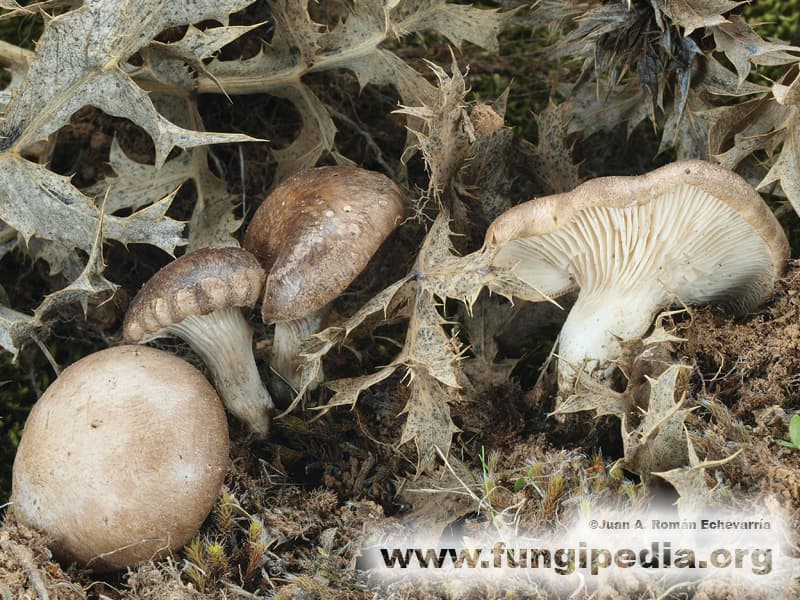 Pleurotus eryngii 1