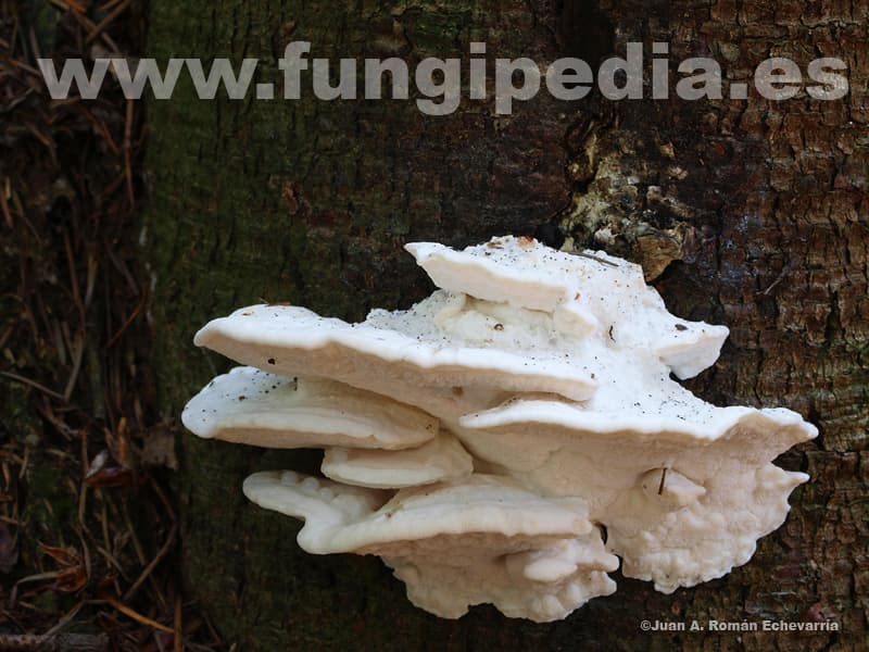 Postia stiptica 1