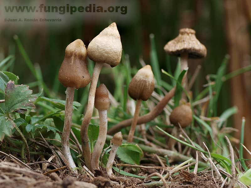 Psilocybe semilanceata 1