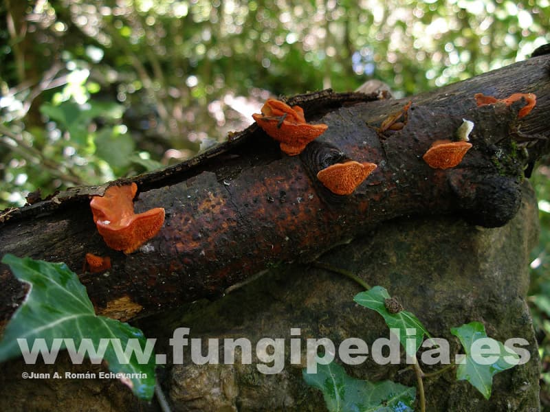 Pycnoporus cinnabarinus 1