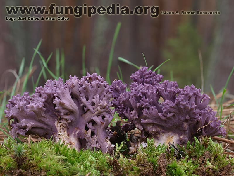 Ramaria cedretorum 1