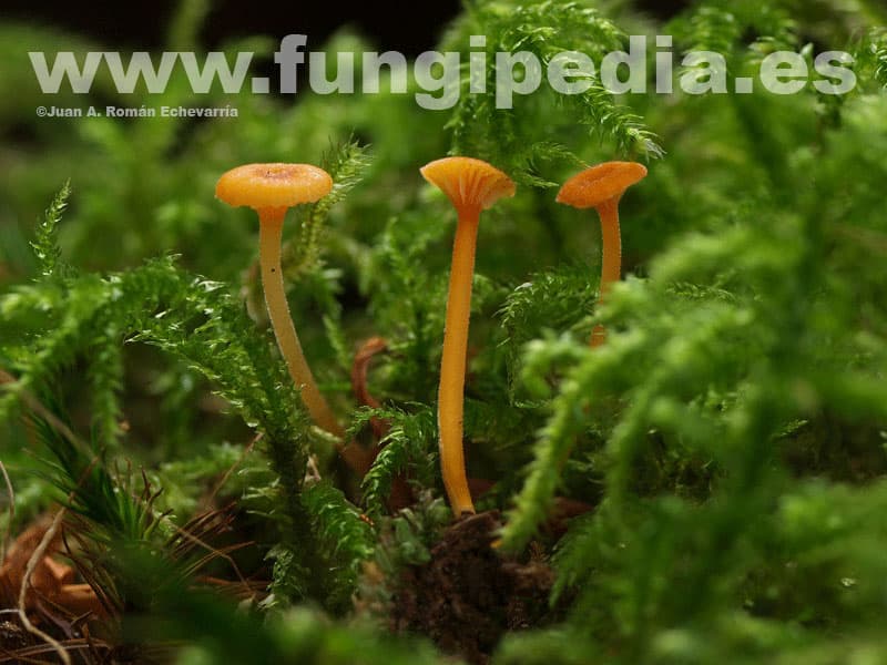 Rickenella fibula 1