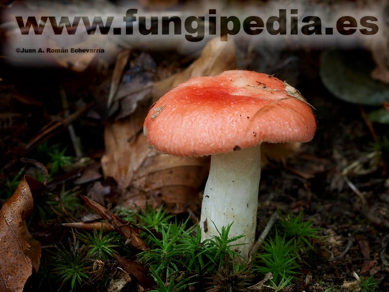 Russula nobilis 1