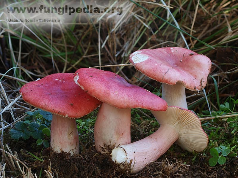 Russula sanguinea 1