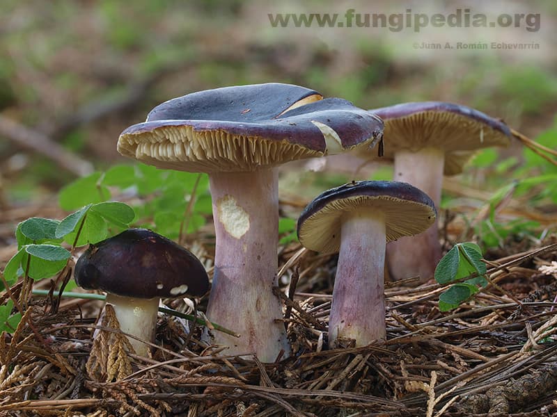 Russula sardonia 1