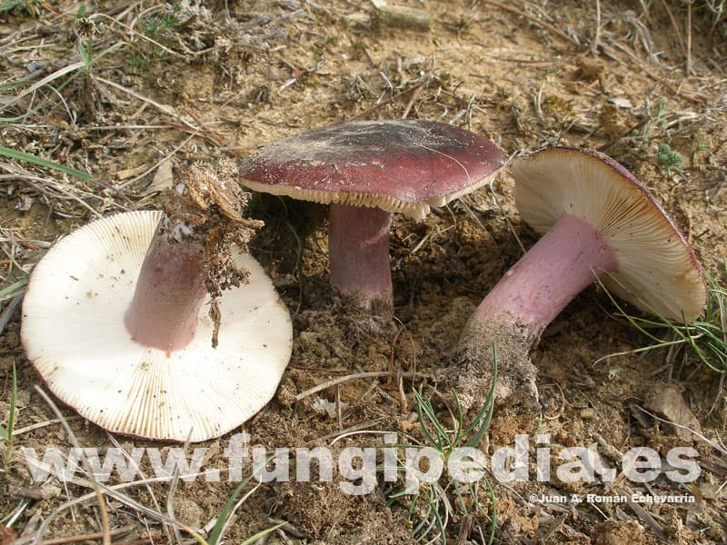 Russula torulosa 1