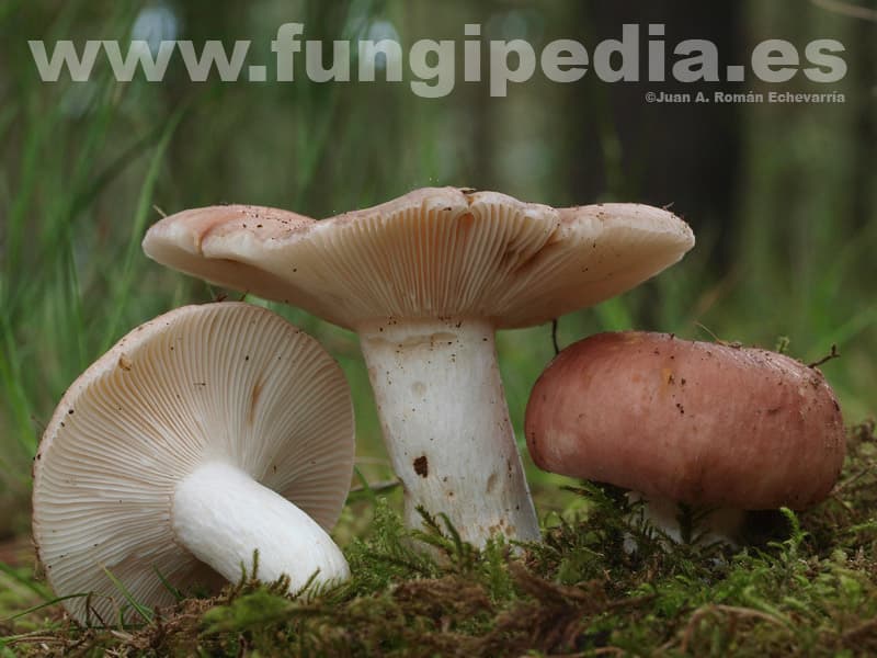 Russula vesca 1
