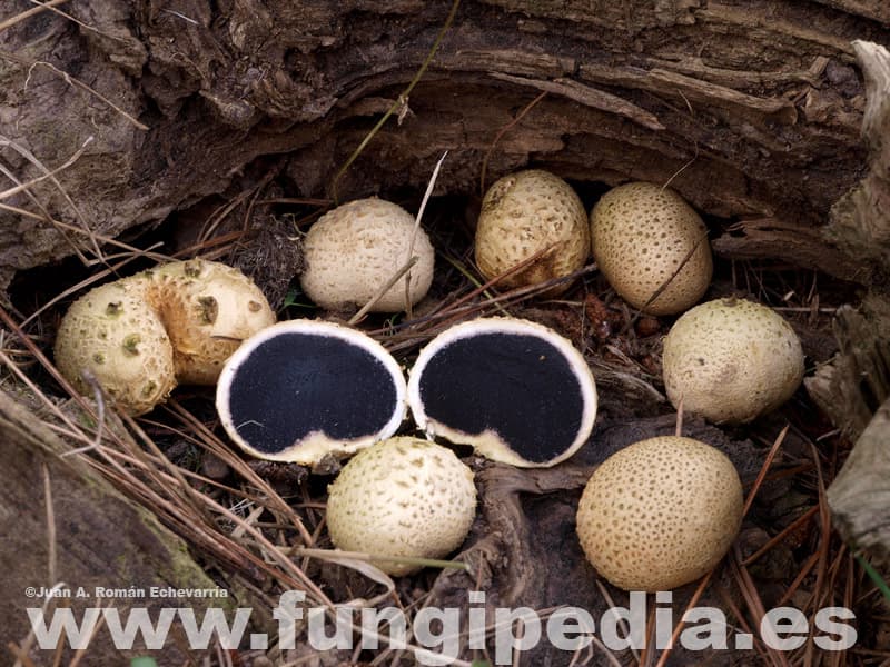 Scleroderma citrinum 1