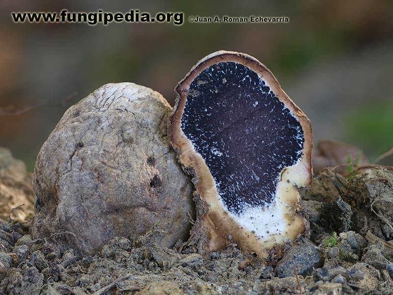 Scleroderma polyrhizum 1