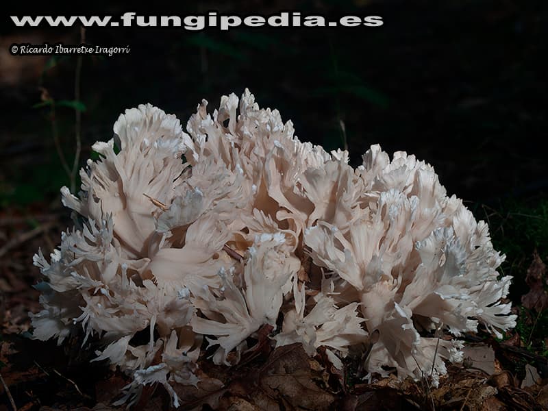 Sparassis laminosa 1