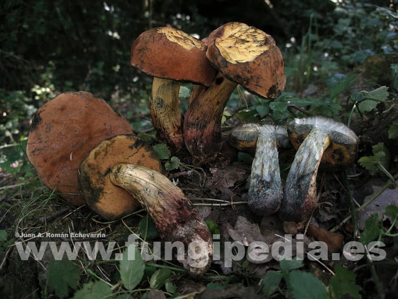 Suillellus queletii 1