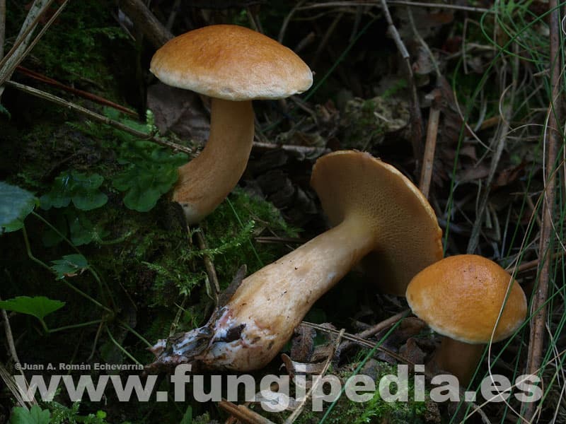 Suillus bovinus 1