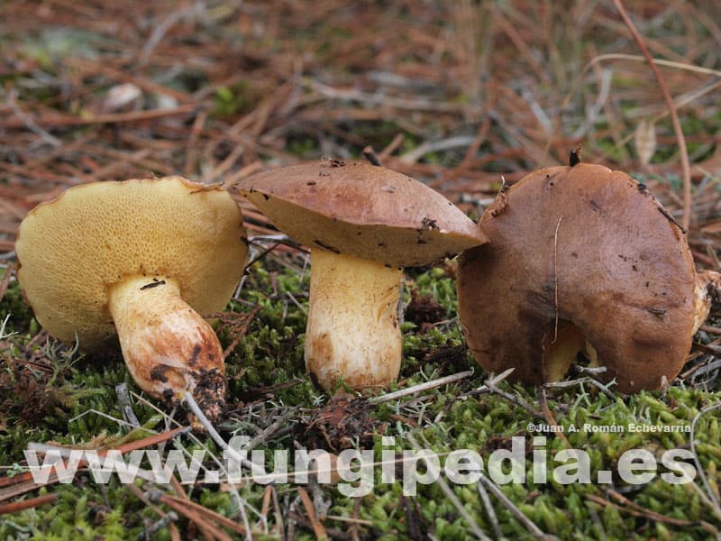 Suillus collinitus 1