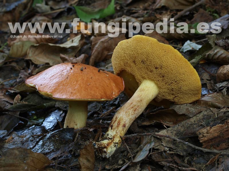 Suillus granulatus 1