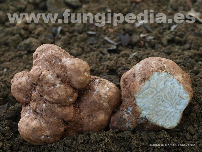 Terfezia magnusii 1