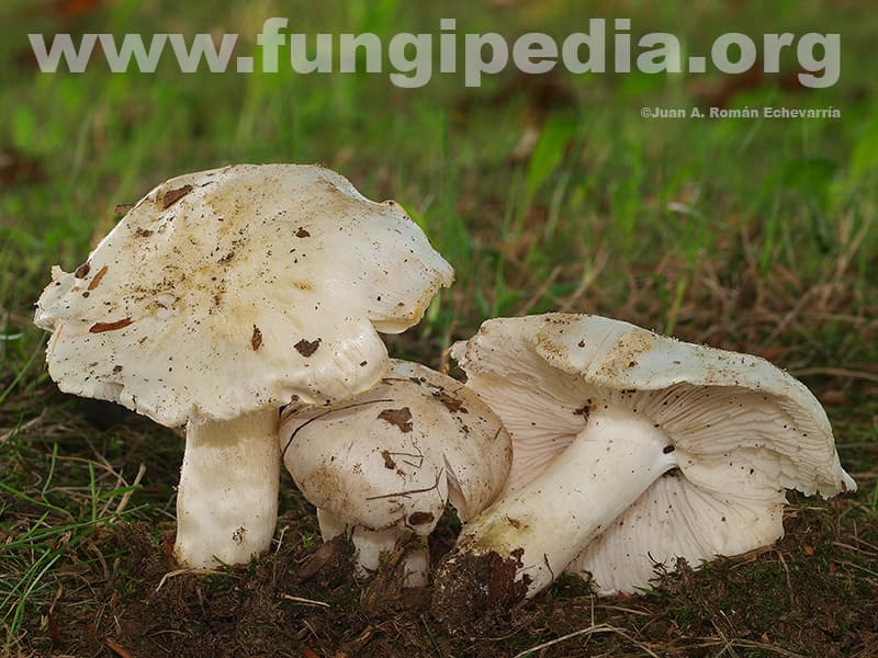 Tricholoma columbetta 1