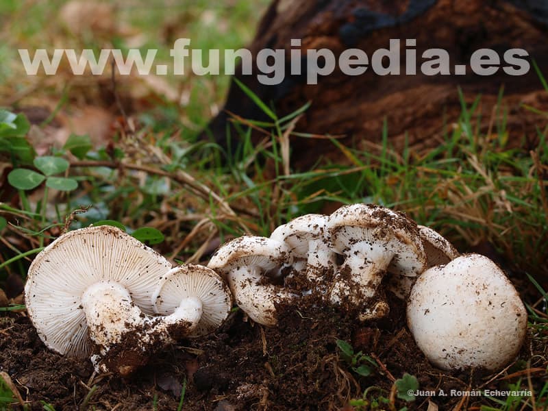 Tricholomella constricta 1