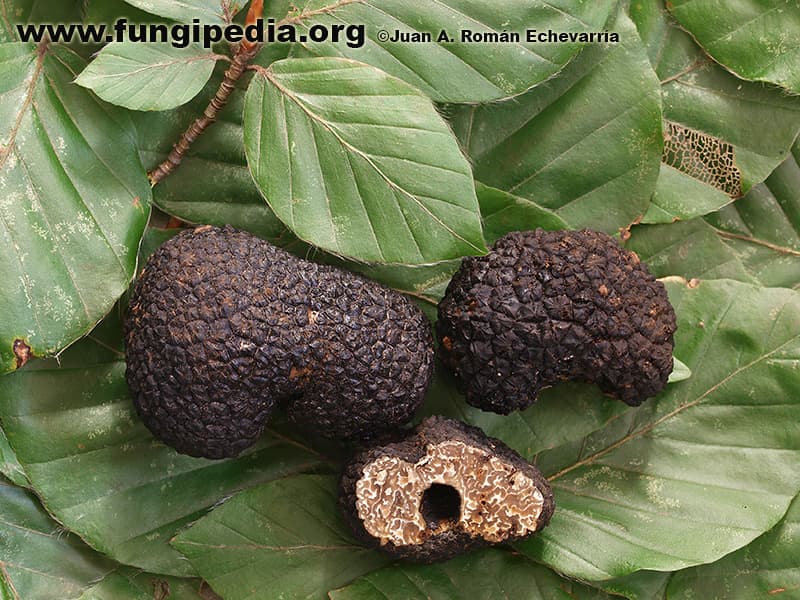 Tuber mesentericum 1