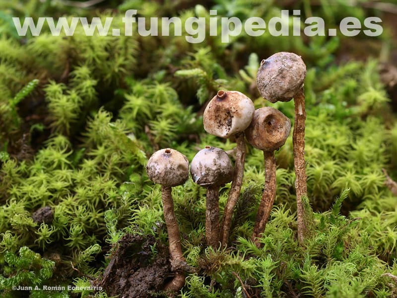 Tulostoma brumale 1
