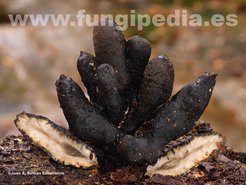 Xylaria polymorpha 1