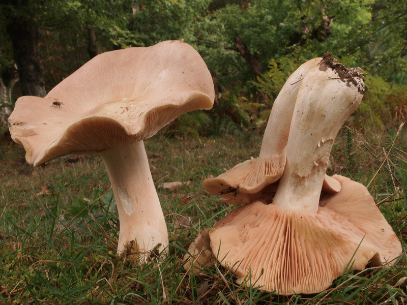 Entoloma sinuatum